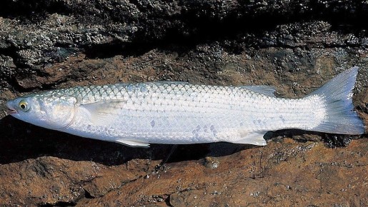 �������� � �������� ����: ������ ������ ��� ������������� ������?