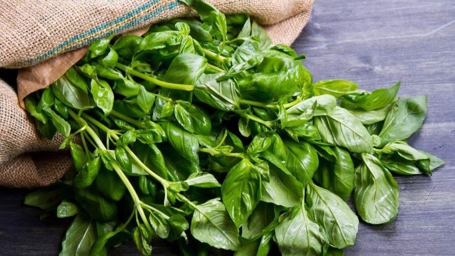 Базилик: тайны и сотни вкусов пряного короля