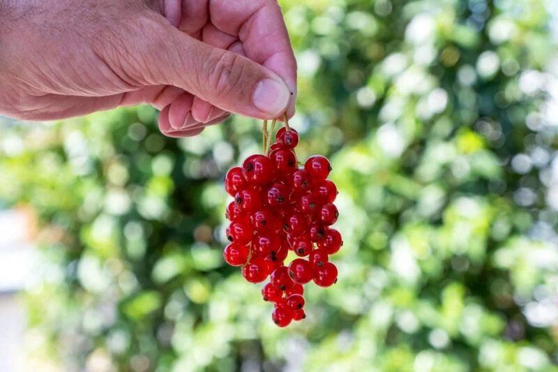 Секреты успешного выращивания смородины: подкормка во время цветения