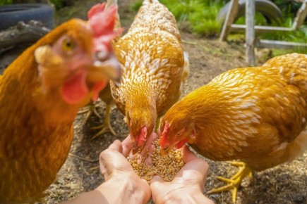 ��� ������� ���, ����� ���� ����� ������ ��� �����