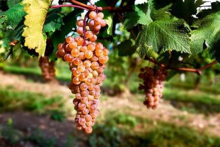Виноград Ркацители: секреты успешного выращивания и применение в виноделии