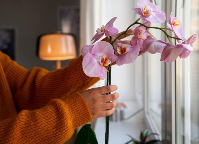 Секреты возвращения орхидей к жизни: как добиться цветения