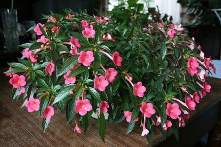 ��������: ������� �������� � ����� ����