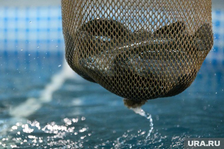 Закат добрянских рыбоводов: падение «Добрянского рыбоводного центра»