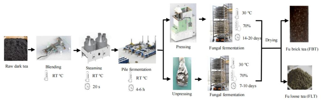Секреты прессованного и рассыпного Фу Чжуаня: что говорят новые исследования