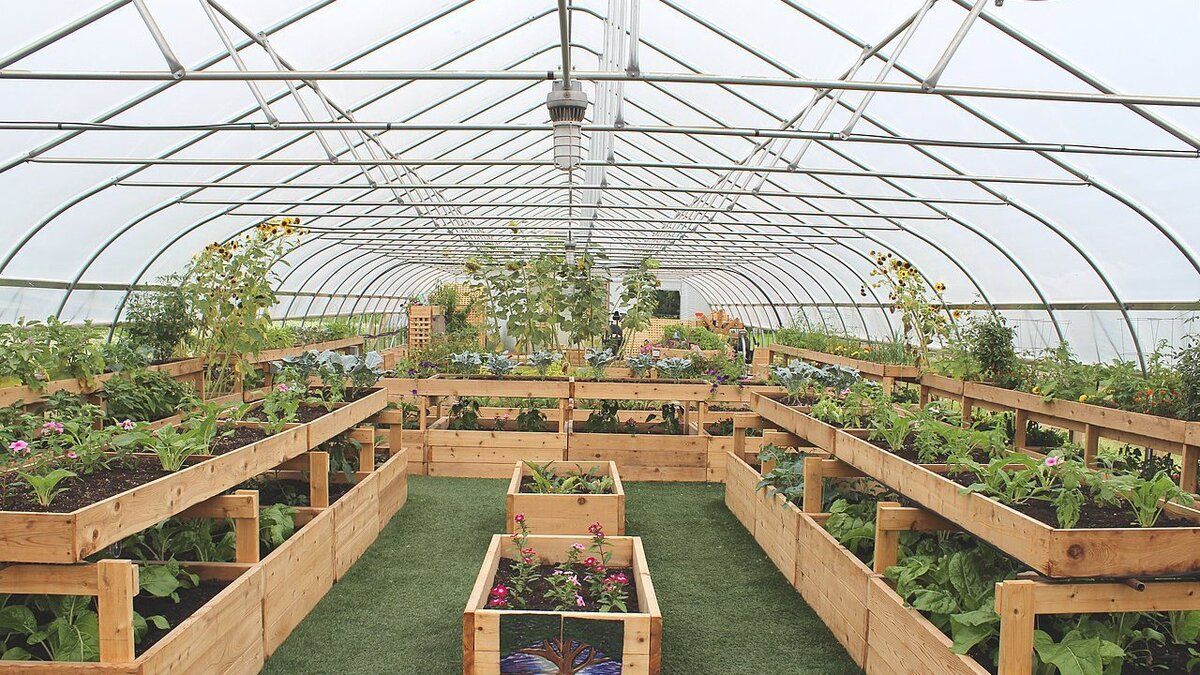 Какие растения противопоказаны к удобрению золой