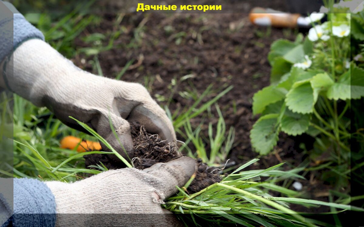 Способы борьбы с упрямыми сорняками: от народных рецептов до современных методов