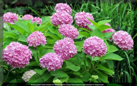 Как подготовить гортензию к зиме: советы по выбору, посадке и уходу