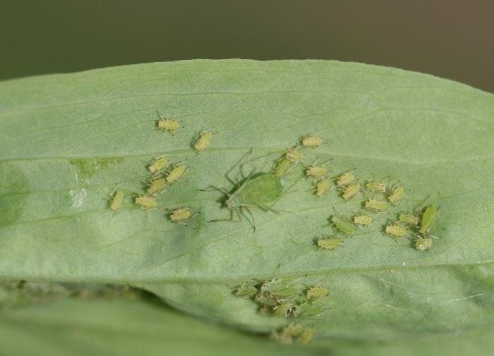 ����������� ������ ����: ��� ������ ����������� � ���