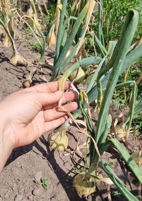 ������������ ����: ��� ���������� � ��� ���������� ������