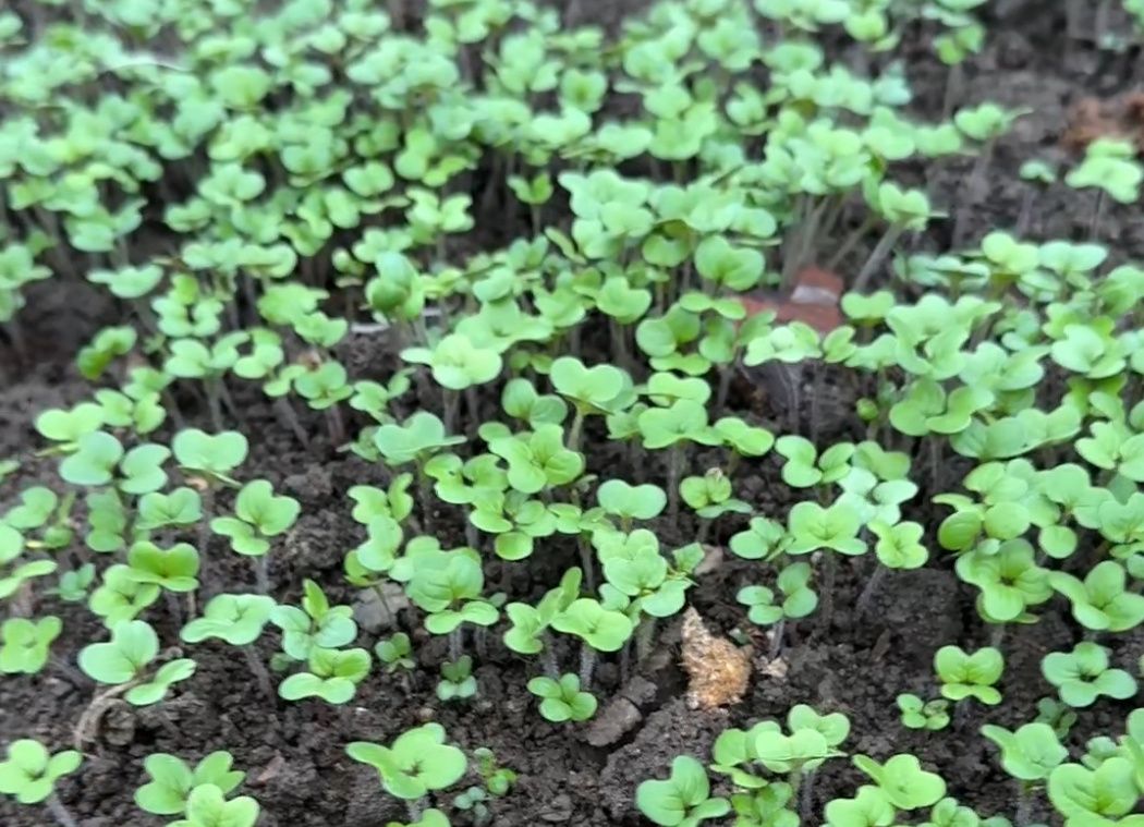 ������ ���������: ������ ������ �� ����� ������ ��������