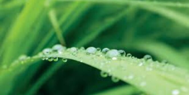 Неочевидные ошибки при листовых подкормках: что мешает добиться результата