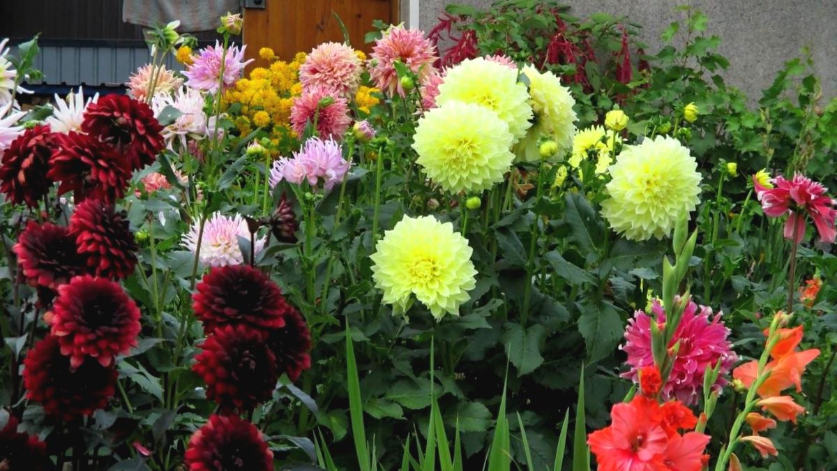 ������� ������ �� �������: 11 ������, ������� �������� ������ ������