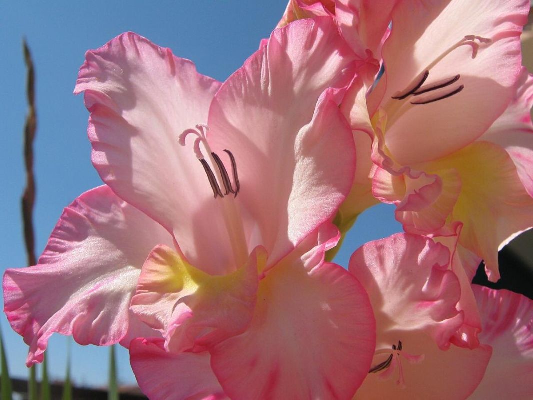 ������� ������� �����������: ��� ������� ����� �� �������