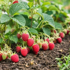 ��� ������ ������ �� ������� ����: ������ �� ����� � ������������� ��������