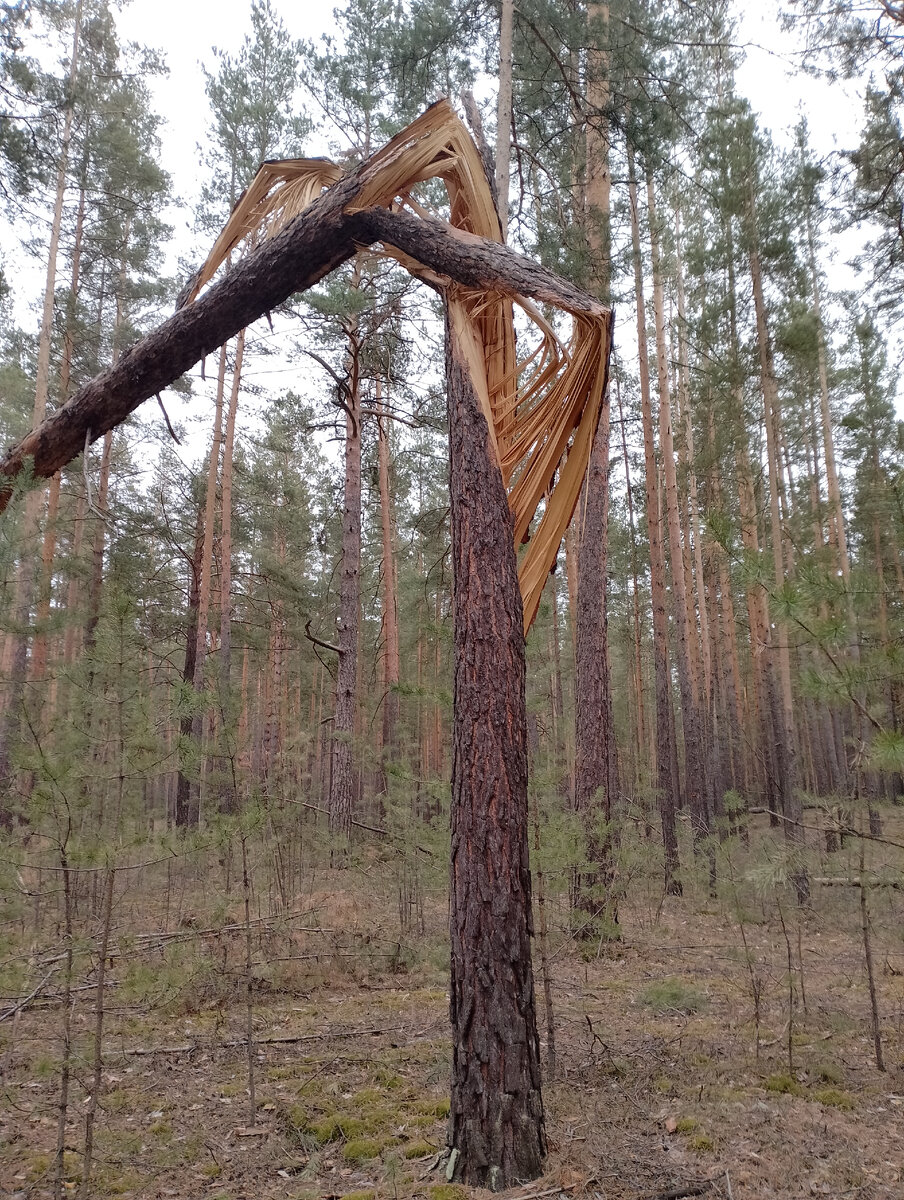 Тишина леса и мелочи природы, что греют сердце