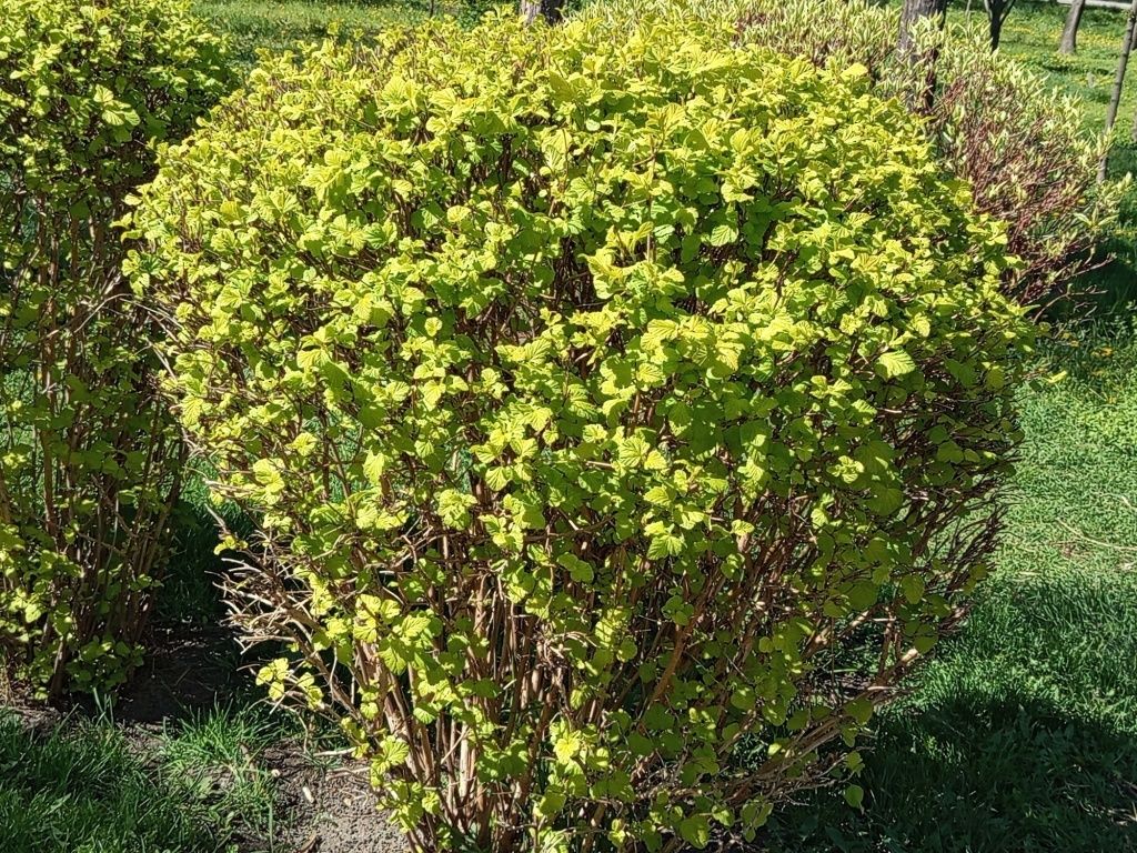 ���������� ������������ �����������: ������� � ������ ��� ���������