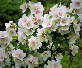 �������� �����������: ����������� ������� � ������������� ������ ��� ������ ����