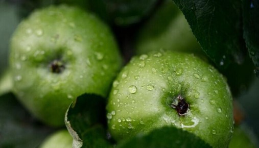 ������ ������: ��� ������ �� ��������� ���������� ����������?