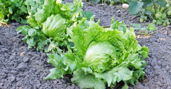 Как вырастить идеальный салат Айсберг на подоконнике и грядке