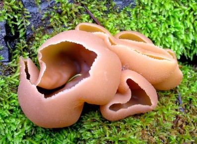 ������ ������: �� ����� �� ������� ����