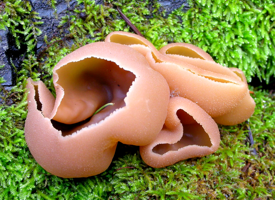 Пецица бурная: не такой уж обычный гриб