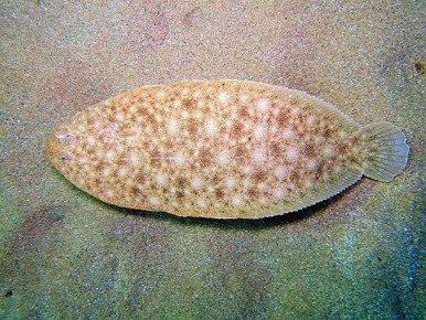 Тайны носатой солеи