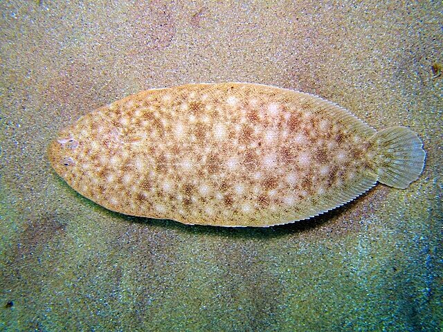 Тайны носатой солеи