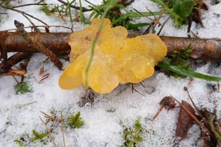 Ярославцы нашли уникальный гриб красоты в зимнем лесу