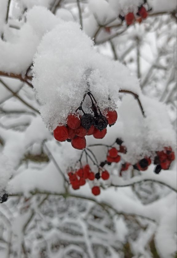 Сыры, чтобы согреться в снежные вечера