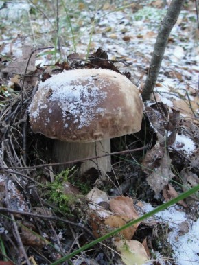 ��� �������� �������� ���� �������� � �������� ������������ �����