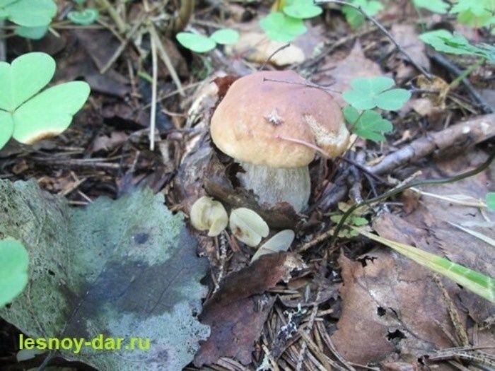 ������� ������� ������ �����