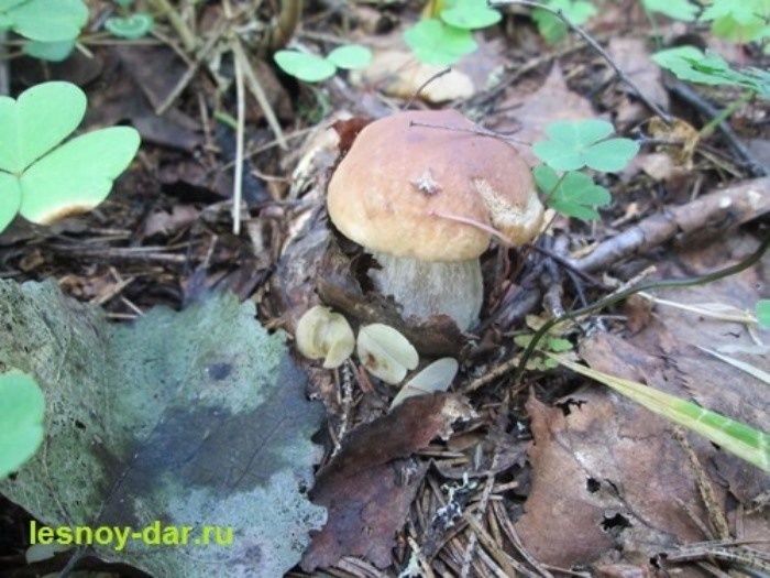 Загадки елового белого гриба