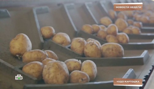 Новая технология для увеличения урожая картошки: открытие ученых из Санкт-Петербурга