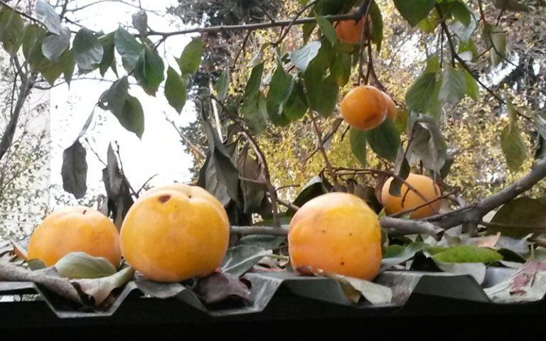 ��� ������� ��������� �����: ������� ������