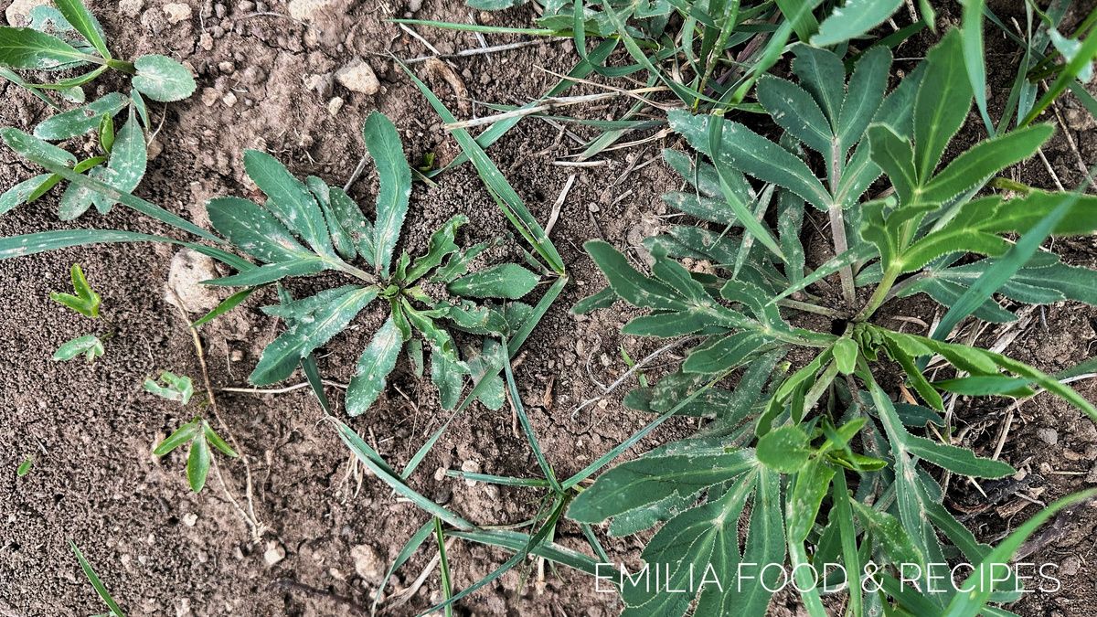 ��� ����������� �����: �������� ��������� �� �������