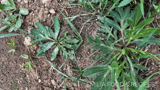 ��� ����������� �����: �������� ��������� �� �������