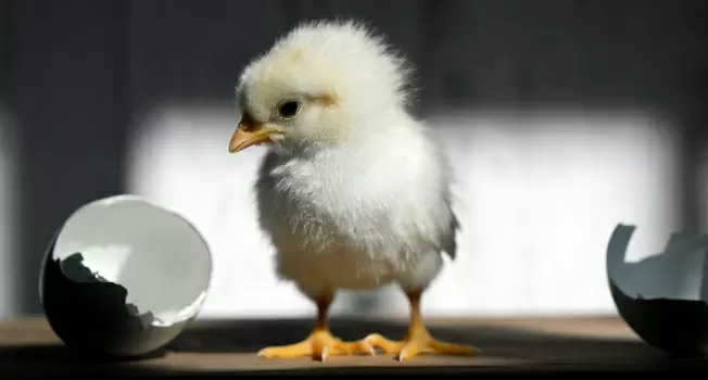 Секреты яиц: сколько белка на самом деле скрыто в курином яйце?