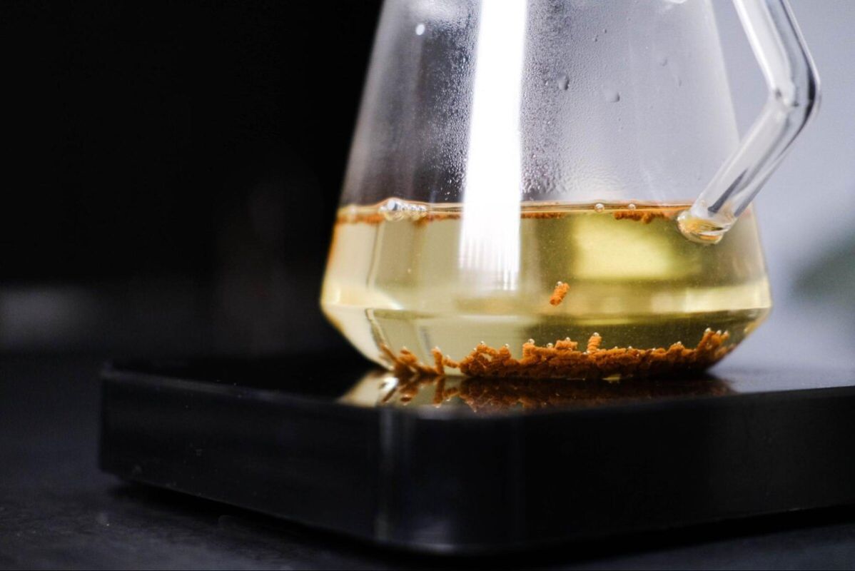 Гречишный чай как искусство: тайны Ку Цяо