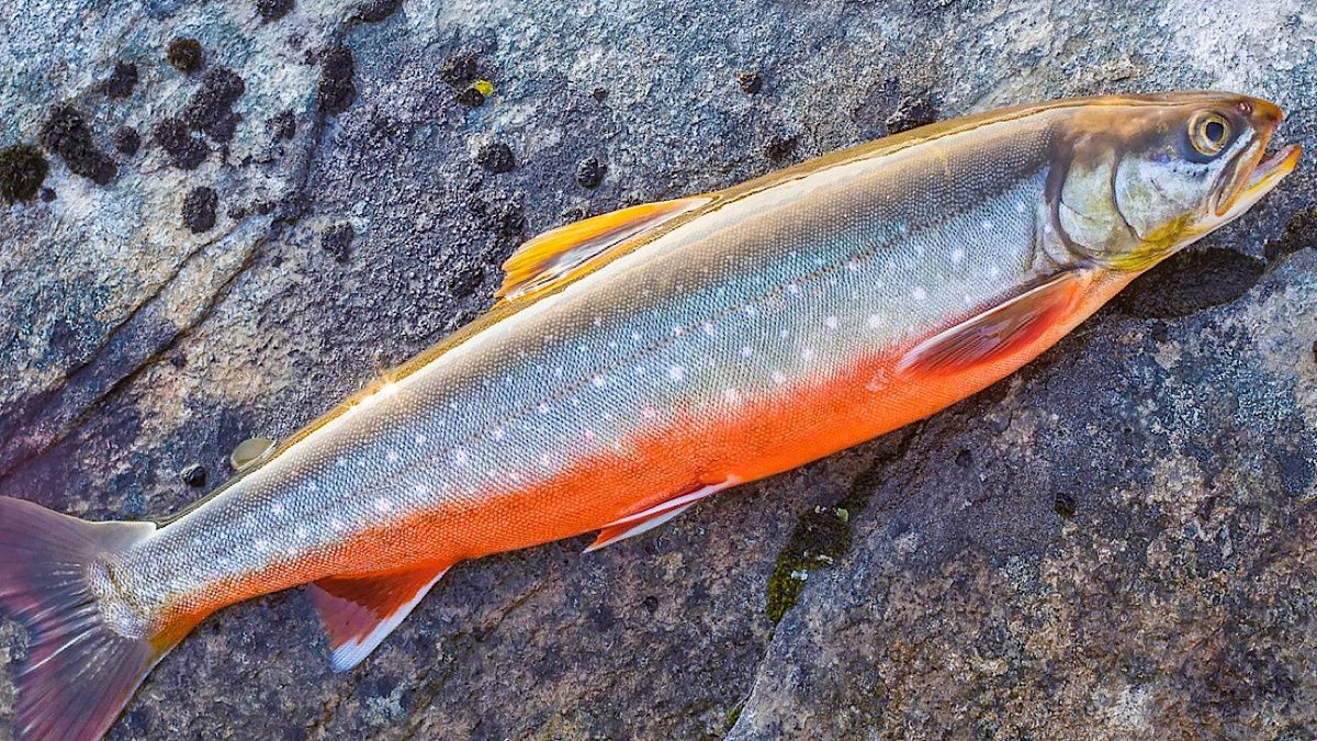 �����: ��������� �������� ���, �������� ���������� ��� ���������� ��������