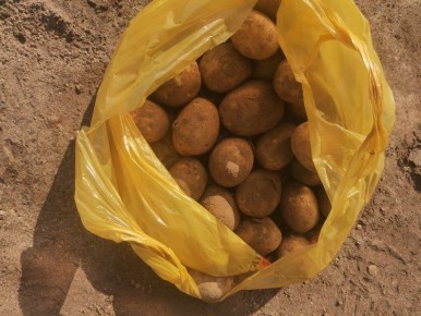 Секреты долгого хранения картофеля: как избежать прорастания и сохранить урожай