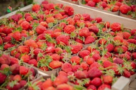 Сбор клубники в Вологодской области: недовольство сборщиков и условия труда