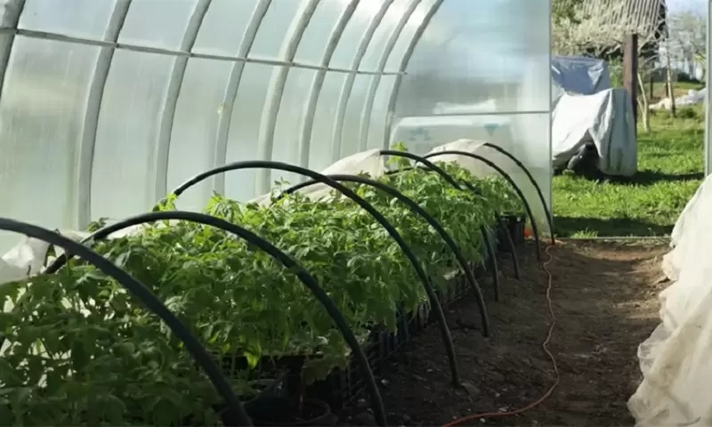 Как добиться крепкой рассады помидоров с использованием простой подкормки