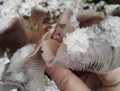 ����������� �����: ���������� ������� �� ������ �����