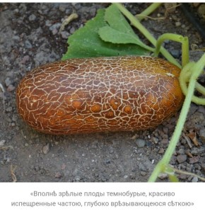 ������� �������� ������� ���������� ��������� II�