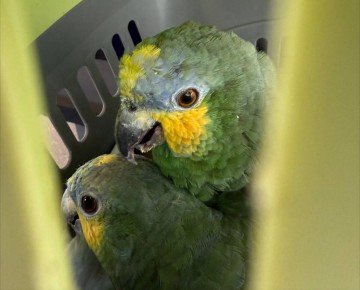 ���� � Ѹ��� �� ����������: ������ ���� ����� ��������